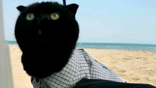 一个天天表演杂技，弄的地上一道一道的，都是那啥！一个整天装雕塑，沙雕味十足！还有一个时常霸占猫砂盆！我太难了[流泪][流泪][流泪]