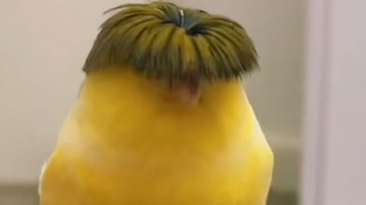 Dari sekilas aja udah keliatan ini bukan burung yang beneran!