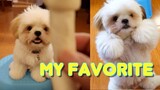 Shih Tzu Puppy Showing His Tricks for His Favourite Treat (Got Scammed)