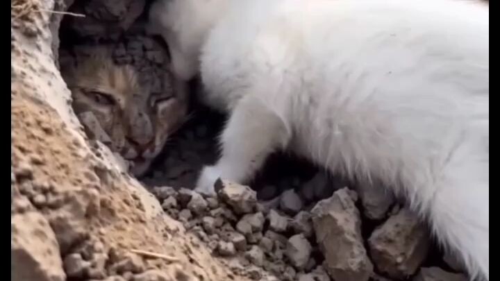 ننھے بچے نے اپنی ماں کو بچا لیا #fyp #cats #kindness #foryoupage #catsoftiktok