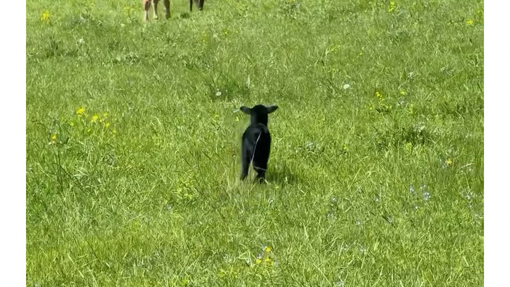 Bringing the lost lamb back to its mother is so heartwarming.