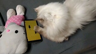 My Cat Jisoo Playing Catching Mice 😻.
