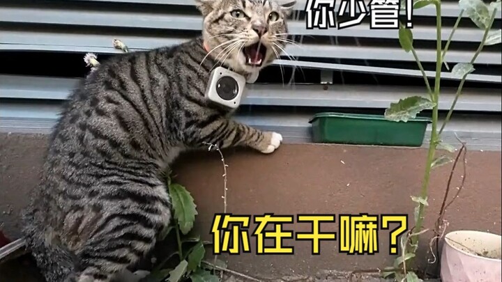 Hey, tabby cat in front—what are you sneaking around doing? Cat: “Mind your own business!”