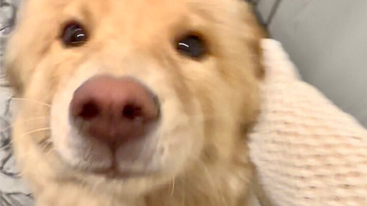 Anak anjing tidak tahu apa itu bekerja, anak anjing hanya berharap kamu segera pulang (Akhirnya anji