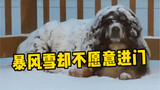 严寒天气门外下着暴风雪，为什么狗子却不太愿意进门呢？