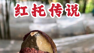 红托竹荪，样子长得让人害羞