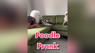 No fooling Skye dogsoftiktok tiktokdogs funnydogs