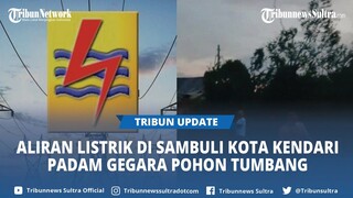 Akibat Pohon Tumbang di Kelurahan Sambuli Kota Kendari Aliran Listrik Padam Tiga Jam