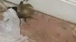 Cricket: Who turned off my speakers?