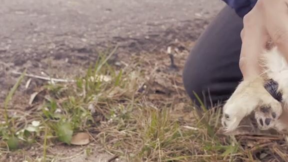 the boy scare and rescue the dog 🐕