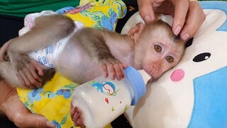 Mom Feed Milk To Obedient Baby Liheang & Comfort Him To Sleep