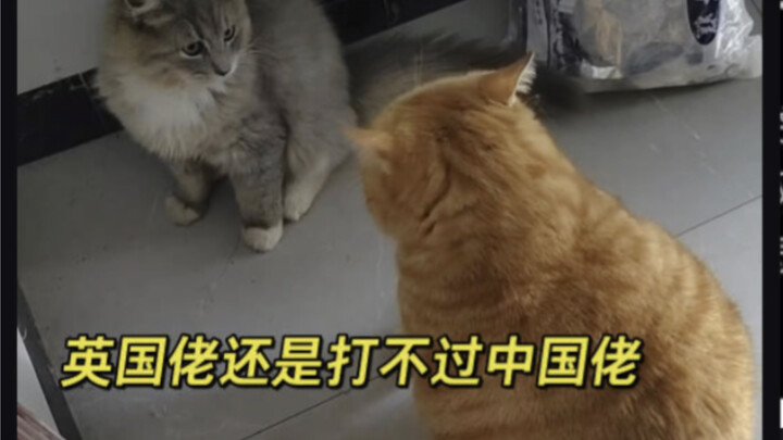 180 nghìn người theo dõi chứng kiến: Anh chàng người Anh không đánh nổi anh chàng người Trung Quốc