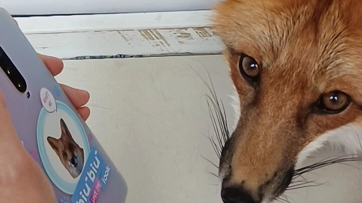 [Cáo] Chú cáo nhỏ ghen tuông đến mức buồn bã tuyệt vọng – khoảnh khắc này, tôi đã hiểu được Trụ Vươn