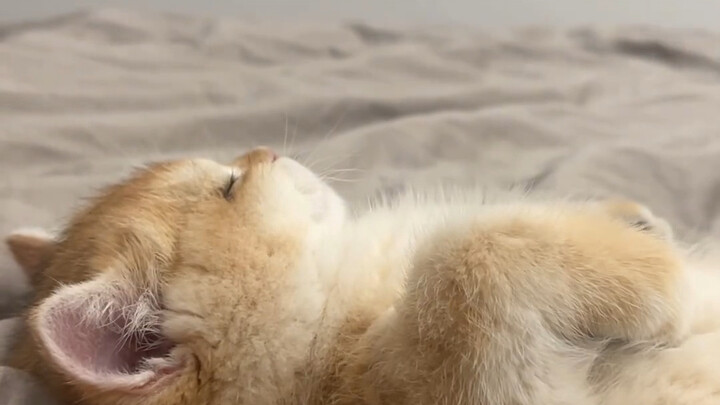 Anak kucing kecil: Aku mau tidur dulu!