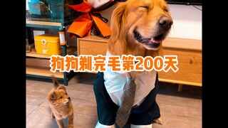 How long does it take for a dog's fur to grow back after shaving? I started recording from day one, 