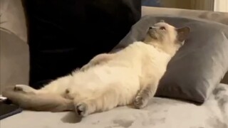 Khi tôi về nhà sau giờ làm và nhìn thấy con mèo của tôi