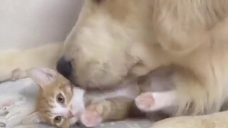 Dog-type boyfriend and cat-type girlfriend