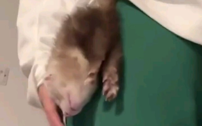 Stashing a dead rat in your bag to pretend you’re a jungler