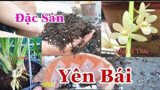 Trồng lại 3 chậu LAN KIẾM LÔ HỘI ĐỘT BIẾN - Khói Hồ Thác - Kim Hồng - Vàng Tuyên Quang