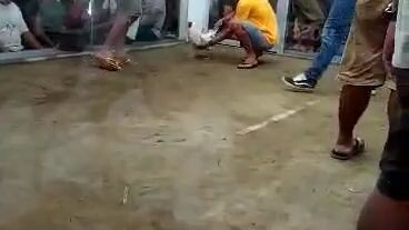 3 cock  @ Pantao Gladiators Cockpit #champion