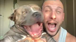 拥有狗界最嚣张名字的恶霸犬