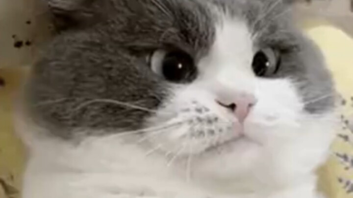 One little cuddle cost her a lifetime of shyness. A kitten tried to snuggle with its owner right aft