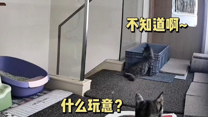 Milk-Cow Cat’s Spirited State: “If the King of Hell demands my death at midnight, I’ll slit my throa