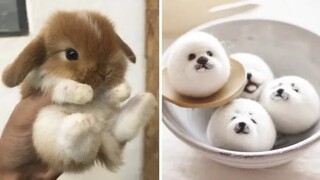 AWW SO CUTE! Cutest baby animals Videos Compilation Cute moment of the Animals - Cutest Animals #18