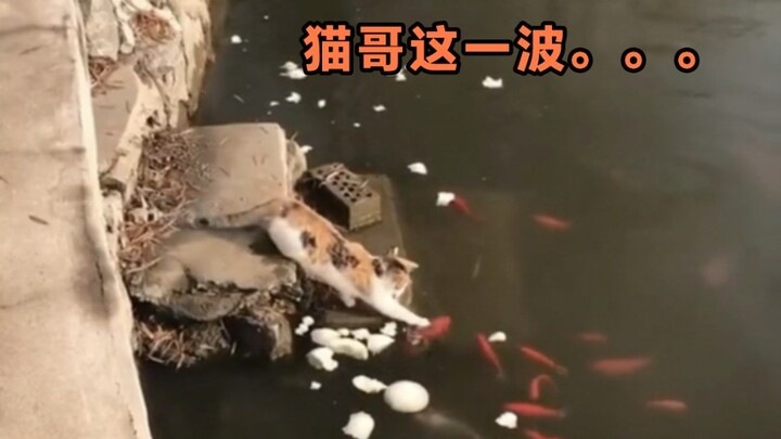 พี่เหมียวโชว์เด็ดมาก ทำให้ทะเลสาบกลายเป็นร้านบุฟเฟต์ไปเลย!