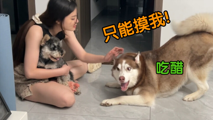 When the hostess hugged another dog, the Husky immediately became jealous and started to curse very 