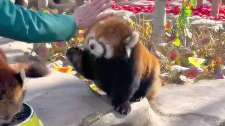 Ini adalah panda merah paling gemuk yang pernah saya lihat.