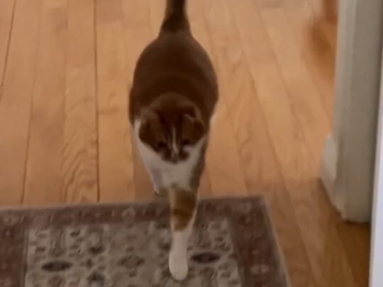 Kucing: Kamu sudah kembali, kembali, kembali!