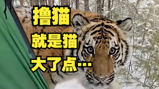 撸猫……就是猫大了点。