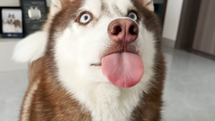 How to stop a Husky from picking up and eating things off the ground?