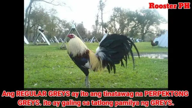 Top10 Na Mga Pang Dima Na Manok Bilibili