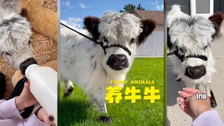 I really want to raise a baby cow🥹