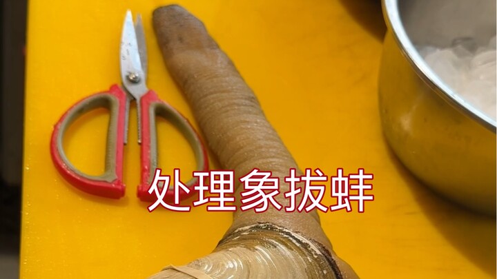 Cách xử lý sò tượng sau khi mua về