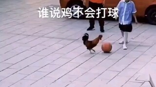 لعب الكرة أسوأ من الدجاجة؟
