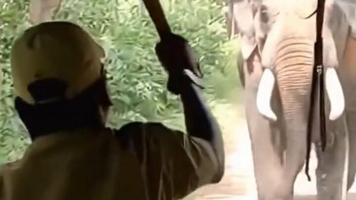 大象袭击游猎车！全车人瞬间懵了😱🐘