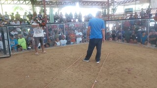 nagmamakinilya ang palo #batangsabungero#