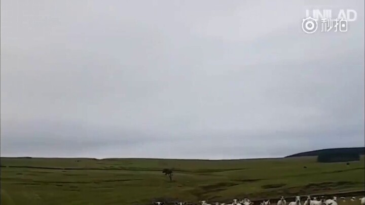 [Arknights] Apa yang terjadi ketika Anda meneriakkan "senior" kepada sekawanan domba