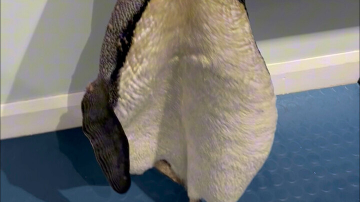This penguin looks really pitiful.