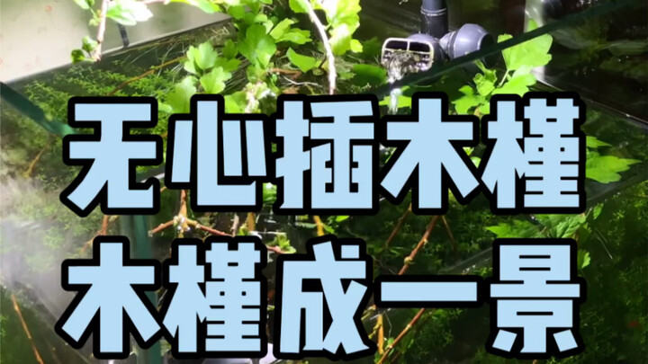 قصة لا بد من سردها بعد وضع أغصان الحزام الأخضر في حوض السمك