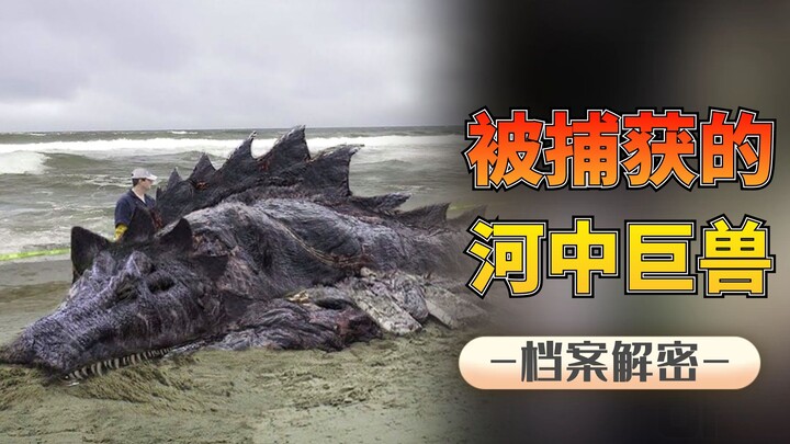 Makhluk Raksasa di Sungai: Penguasa Sungai yang Panjangnya 3 Meter dan Menyeret Orang ke Dalam Air, 