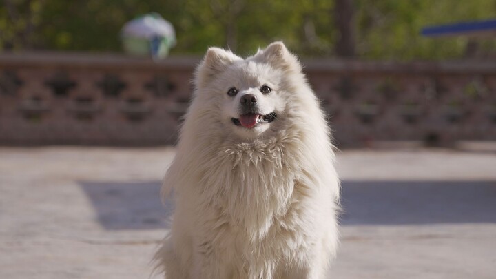 The “Samoyed” Who Changes Its Behavior Depending on Who’s Watching