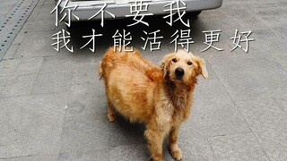 I have a huge belly, but my owner doesn't want me anymore—I'm going to live a better life.