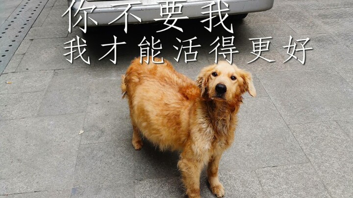 我有超大的肚子，主人却不要我了，我要活得更好。