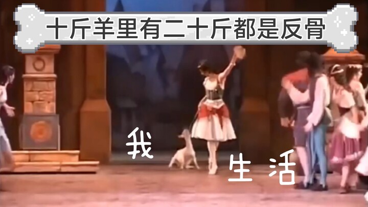 【芭蕾】【莫斯科大剧院】艾斯米拉达那全是反骨的小羊，又名让小动物配合现场演出着实有难度