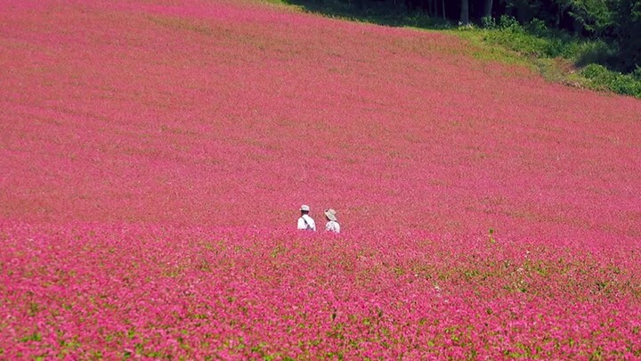 "I wish you endless flowers and romance"