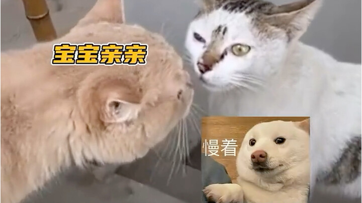 So it turns out even cats can have failed online romances—might as well make the most of it now that